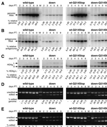 FIG. 4. Time course analysis of HDV replication, amber/W editing, and HDAg-L expression, with wild-type HDV and the downstream mutant,in the presence and absence of the Q214Stop mutation