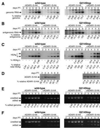 FIG. 6. Time course analysis of HDV replication, amber/W editing, and HDAg-L expression, in the presence and absence of the Q214Stop mutation,with and without exogenous ADAR1-S expression