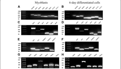 Figure 1 RT-PCR analysis of myogenic regulatory factors (MRFs) and a panel of striated muscle sarcomeric genes in myoblasts and(cells differentiated for 6 days