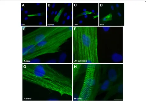 Figure 2 Immunofluorescence micrographs of stained myoblasts and 5-day myotube cultures