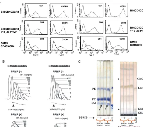 FIG. 3. Effect of PPMP treatment on cellular lipids, receptor(s) expression and chemokine receptor-triggered Ca2triggered CaPPMP was determined by staining with phycoerythrin-conjugated RPA-T4 (CD4), 12G5 (CXCR4), or 2D7 (CCR5) MAb and the correspondingiso