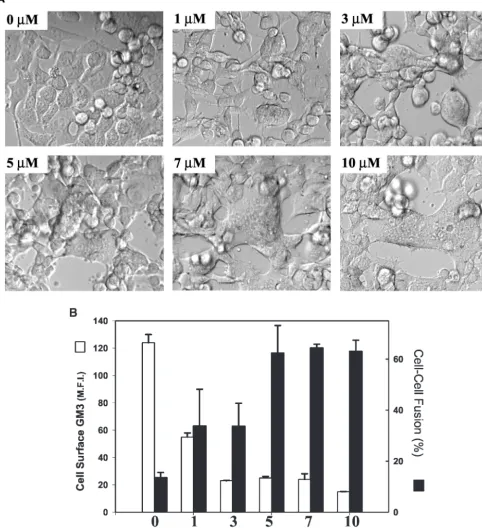 FIG. 4. The block of HIV-1 fusion with B16 targets is dependent on the levels of GM3. B16CDCXCR4 cells (25,000 per well on a 12-well plate)were treated with various concentrations of PPMP for 24 h at 37°C and labeled with CMTMR