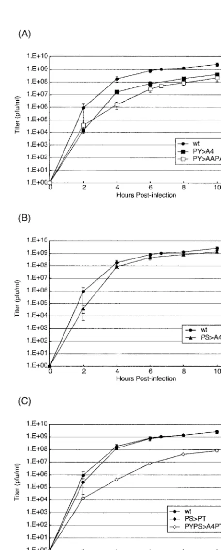 FIG. 2. Growth kinetics of wt and recombinant viruses. BHK-21cells were infected at an MOI of 10, and samples were harvested for
