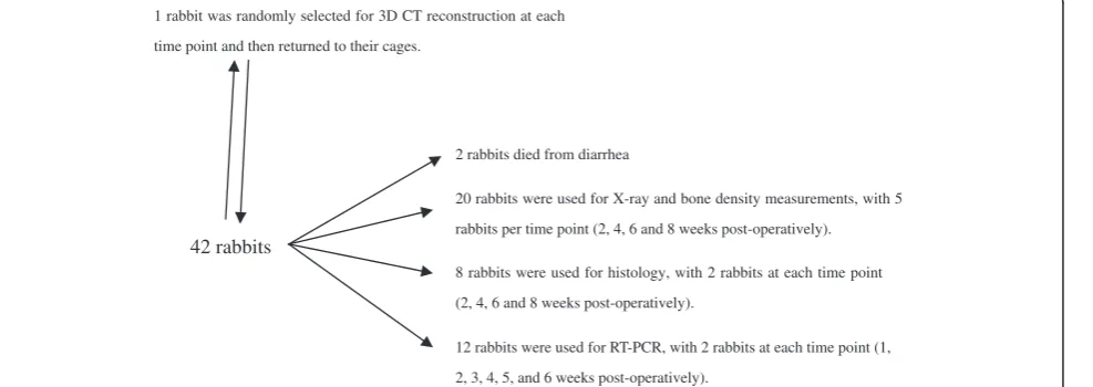 Figure 1 Preparation of animal model.holes. For each rabbit, (A) Preparation of skull defect