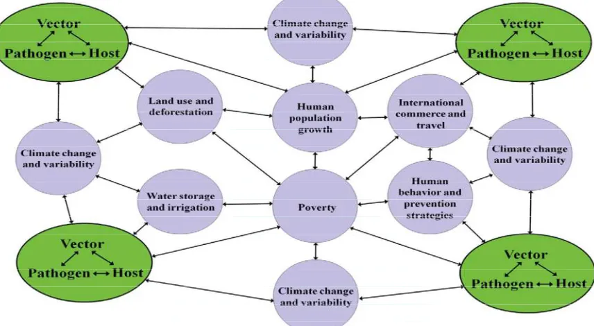 FIG. 1.3: THE VECTOR-BORNE DISEASE EPISYSTEM ILLUSTRATING INTERACTIONS BETWEEN SELECTED ENVIRONMENTAL FACTORS WITH EFFECTS ON THE VECTOR–PATHOGEN–HOST EPIDEMIOLOGIC CYCLE [MODIFIED FROM SUTHERST (SUTHERST, 2004)]