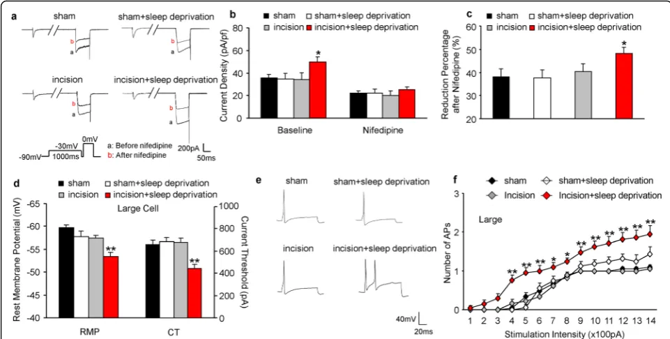 Fig. 4 Perioperative SD increases the activity of HVA calcium channels and L-type calcium channels and excitability in large DRG neurons at 9days after surgery