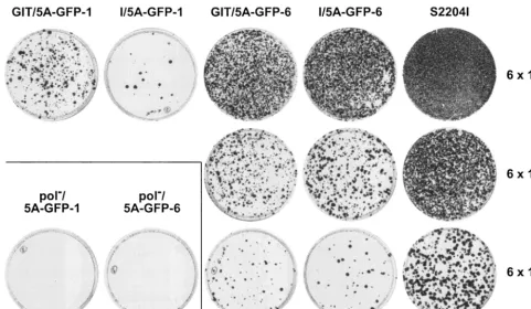 Fig. 3, a band of the expected molecular mass of �85 kDa,