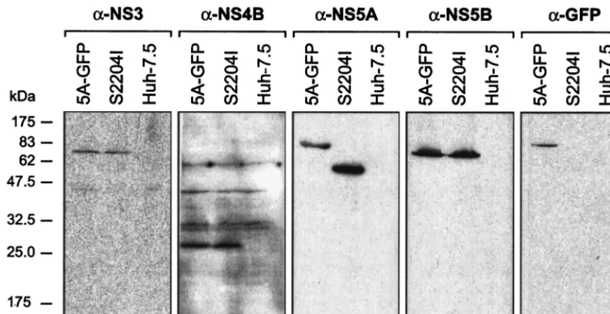 FIG. 3. GFP is retained in NS5A during RNA replication. Lysates of Huh-7.5 cells harboring the replicon constructs I/5A-GFP-6 (5A-GFP)and S2204I, as well as lysates of naive Huh-7.5 cells, were separated by 12% sodium dodecyl sulfate-polyacrylamide gel electrophoresis, followed