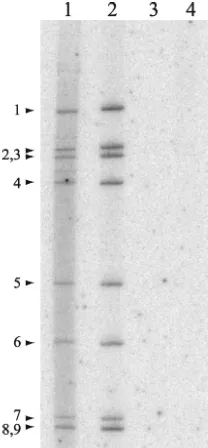 FIG. 9. Fate of viral RNA transfected into rotavirus-infected cells. MA104 cells were infected with SA11-5N and, at 1 h p.i., transfected withBrU-labeled g9 plus-strand RNA