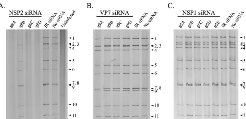FIG. 3. Level of viral dsRNAs produced in siRNA-transfected cells. MA104 cells were transfected with the indicated siRNA and infected withSA11-5N (A and C) or DxRRV (B)