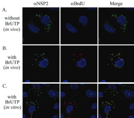 FIG. 7. Intracellular sites of RNA synthesis in rotavirus-infected cells. MA104 cells were infected with SA11-5N, treated with actinomycin D,and maintained in the absence of BrUTP (A) or in the presence of BrUTP from 8.5 to 9 h p.i