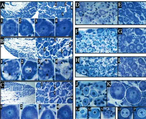FIG. 1. Morphological changes induced in TG following explant or in vivo hyperthermic stress