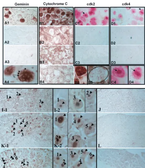 FIG. 2. Expression of cell cycle- and stress-related proteins and fragmented DNA in TG neurons following explant or in vivo hyperthermicstress