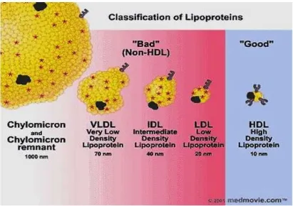 Fig. 3 : Classification of plasma lipoproteins 
