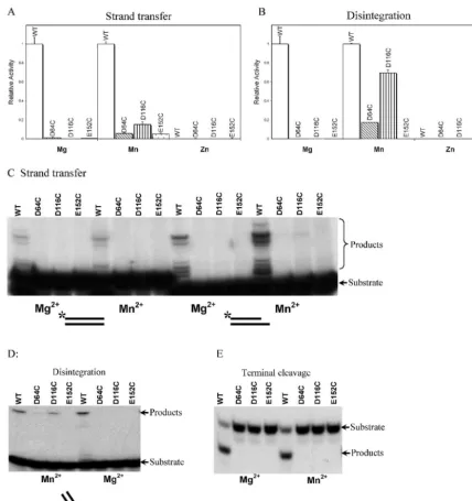 FIG. 2. Activities of IN mutants containing substitutions of the D,DXtest reactions is indicated below the graph