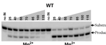 FIG. 4. Terminal cleavage by wild-type (WT) IN monitored withend-labeled substrates in the presence of different concentrations of