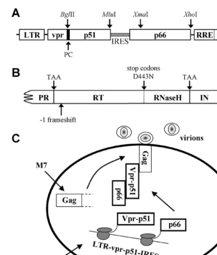 TABLE 1. Abbreviations for plasmids