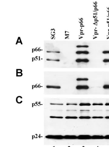 FIG. 2. Vpr-p51-mediated p66 virion incorporation and proteolyticprocessing. M7 proviral DNA was transfected alone or together with