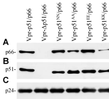 FIG. 6. Putative interactions of the p51 D185/D186 aspartates, in-cluding interactions of the p51 D185/D186 (yellow) of HIV-1 RT at the