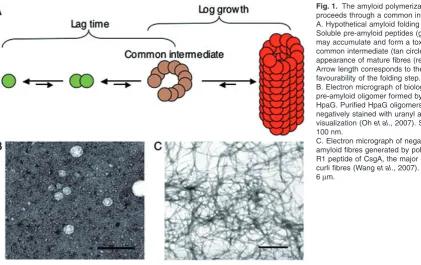 Fig. 1. The amyloid polymerization pathway
