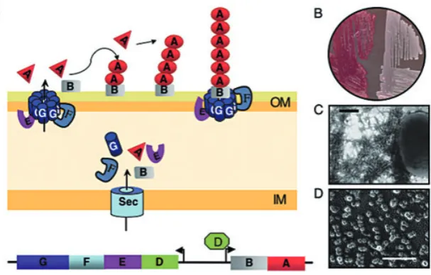 Fig. 2. A secretion and assembly machine directs amyloid ﬁbre formation in E. coli.