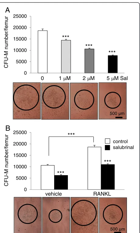 Figure 2 Effects of salubrinal on colony-forming unit-granulocyte-macrophage (CFU-GM)