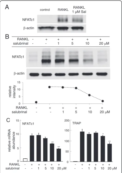 Figure 7 Suppression of RANKL-induced expression of NFATc1control.to 1mRNA level of the sample without salubrinal in the absence ofresponse to 1and TRACP by salubrinal in RAW264.7 cells