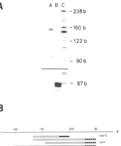 Figure - 4. Panel A: primer extension analysis. Total RNA (40 pg) from tomato (VFNT LA 1221) leaves were annealed with specific oligonucleotides “cab 1” (lane A) and “cab 1C’ (lane B) at 52 and 37T, respectively