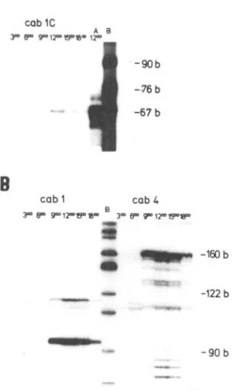 Table 1. Oligonucleotides used in thc primer extension analysis 
