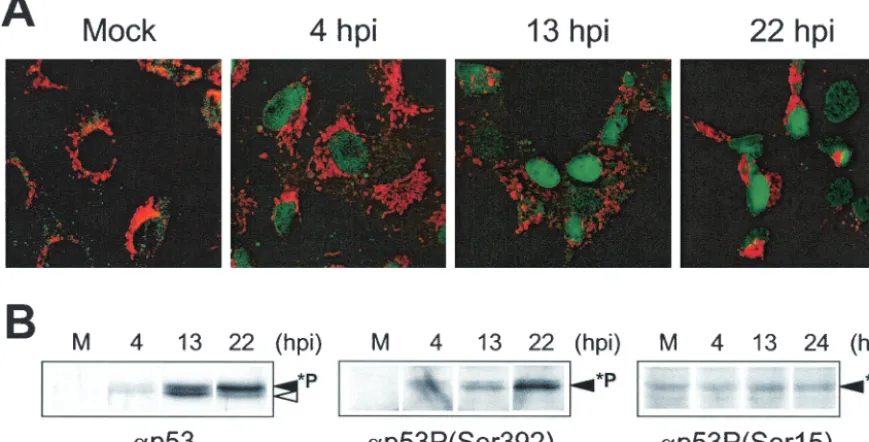 FIG. 2. Subcellular localization and phosphorylation of p53 during ASFV infection. (A) Mock-infected or ASFV-infected Vero cells werelabeled with Mitotracker (red) and anti-p53 antibody (green) and then examined by confocal microscopy