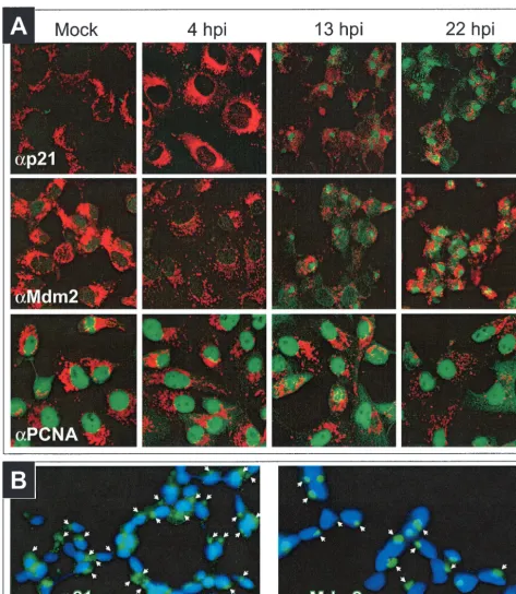 FIG. 3. Subcellular localization of p21, Mdm2, and PCNA. (A) Mock-infected or ASFV-infected Vero cells were labeled with Mitotracker (red)and anti-p21, anti-Mdm2, or anti-PCNA antibodies (green) and then examined by confocal microscopy