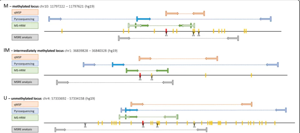 Fig. 3 Positions of primer pairs, CpGs and restriction sites within studied regions. CpGs are shown as red and yellow bars on a line representingthe DNA sequence