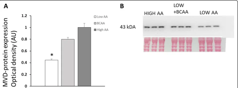 Fig. 3 a, b Western blot of MVD proteins. a MVD-protein levels increased almost equally when confluent L6 cells were cultured in the presenceof BCAA concentrations only (2.8 mM), compared to all amino acids at high (9 mM) and low amino acid concentrations 