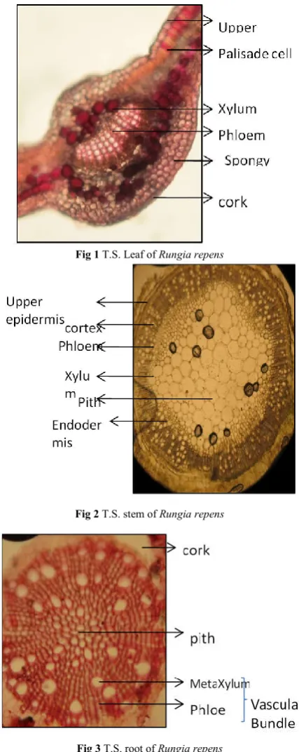 Fig 3 T.S. root of Rungia repens