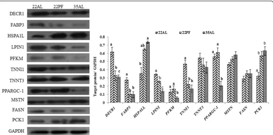 Fig. 3 Western blots for a selection of differentially expressed proteins. Targeted protein DECR1, FABP3, HSPA1L, LPIN1, PFKM, TNNT3, TNNI1, PPARGC-then detected with specific antibodies.1, MSTN, FASN, and PCK1, with GAPDH as a reference protein