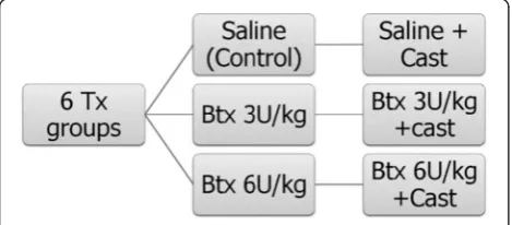 Fig. 1 Chart clarifies treatment groups. Shoulders in three of sixtreatment (Tx) groups remained in casts during the entirepostoperative period