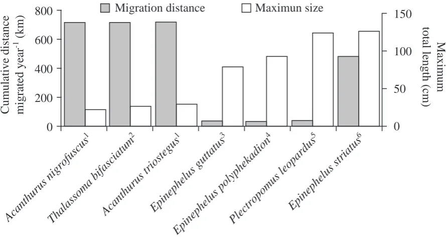 Figure 2.3. The estimated annual cumulative distance migrated by reef fishes with known migration distances to spawning aggregation sites
