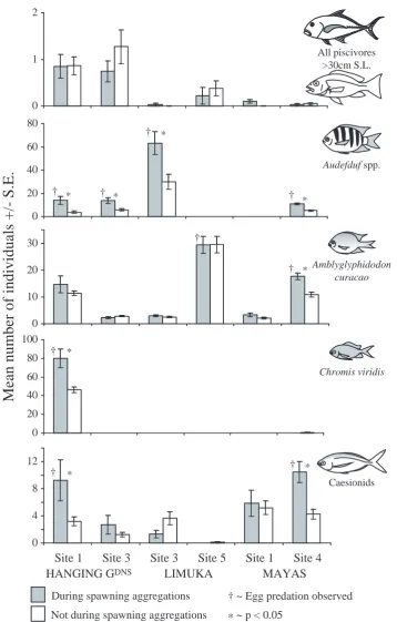 Figure 4.6. The abundance of piscivores and target egg predators at spawning aggregation sites at timeswhen spawning aggregations are formed and at times when they are not