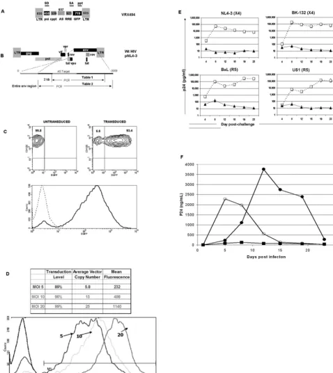 FIG. 1. Schematic representation of HIV-1-based vector expressing antisense to the HIV-1 envelope region