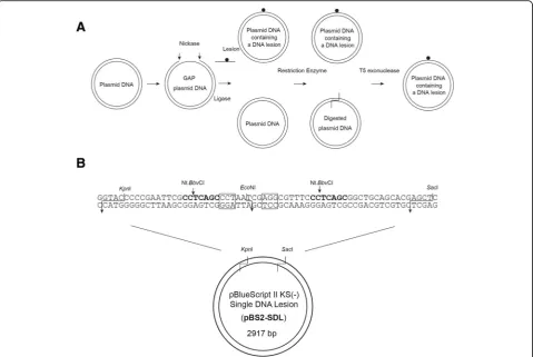 Fig. 1 acontaining a DNA lesion.single DNA lesion site within the Experimental design