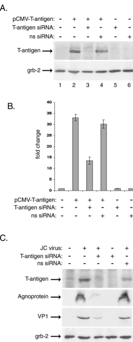 FIG. 1. JCV T-antigen siRNA decreases expression of JCV pro-teins in transiently transfected and infected primary human astrocytes.