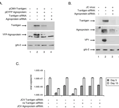 FIG. 3. Treatment with siRNAs targeting JCV T antigen and agnoprotein abolishes their expression, as well as that of the JCV late proteinVP1, in primary human astrocytes and affects viral replication in infected cells