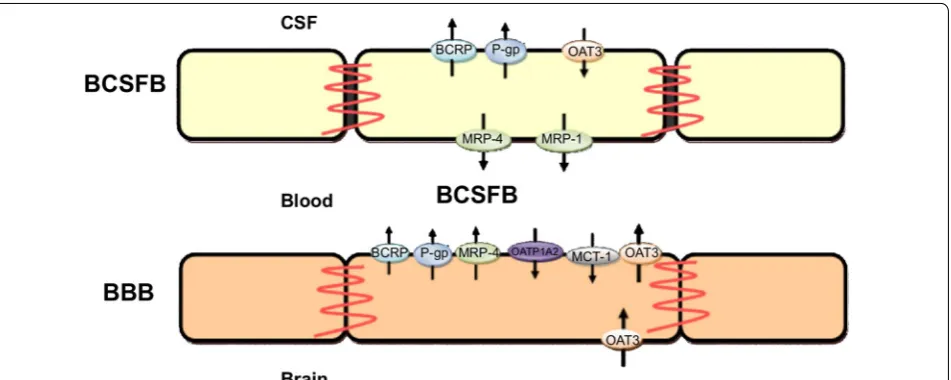 Fig. 7 The localization of transporters in the BBB and BCSFB [both sides of the BCSFB, but mostly at the apical (blood-facing) membrane of the BBB