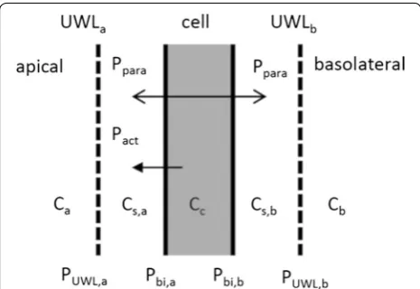 Fig. 11 Schematic representation of the model by Trapa [permeability from in vitro transwell permeability experiments, passive (54] discussed in the text
