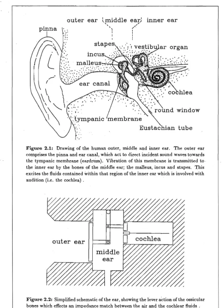 Figure 2.1: Drawing of the human outer, middle and inner ear. The outer ear comprises the pinna and ear canal, which act to direct incident sound waves towards 