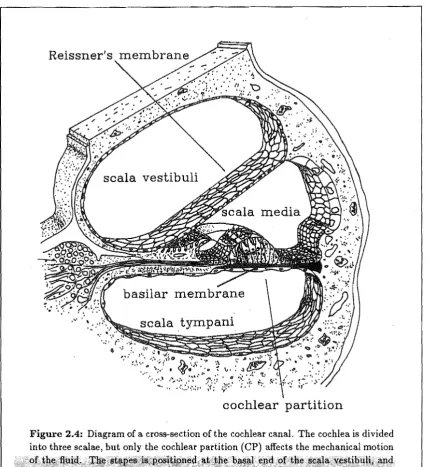 Figure 2.4: into three scalae, Diagram of a cross-section of the cochlear canal. The cochlea is divided but only the cochlear partition (CP) affects the mechanical motion 