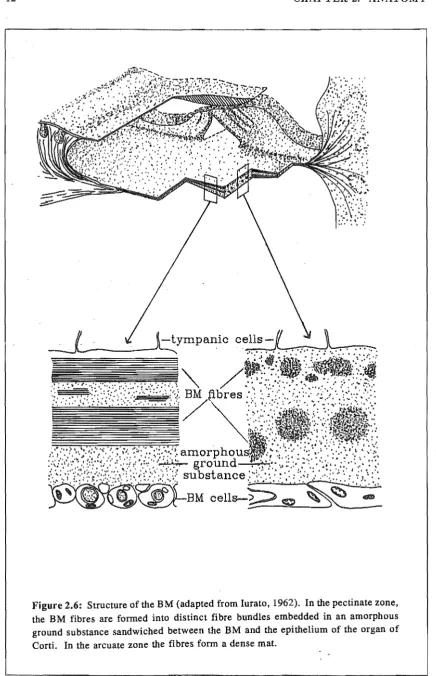 Figure 2.6: Structure of the BM (adapted from Iurato, 1962). In the pectinate zone, the BM fibres are formed into distinct fibre bundles embedded in an amorphous 