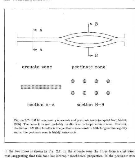 Figure 2.7: 1985). BM fibre geometry in arcuate and pectinate zones (adapted from Miller, The dense fibre mat probably results in an isotropic arcuate zone