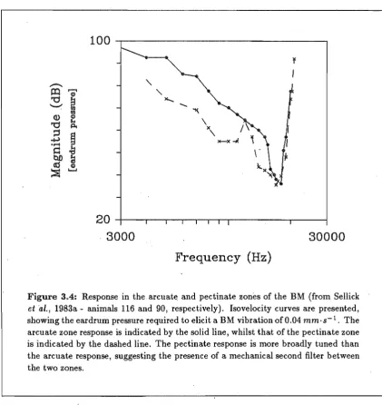 Figure 3.4: Response in the arcuat~ and pectinate zones of the BM (from Sellick 1983a - animals 116 and 90, respectively)