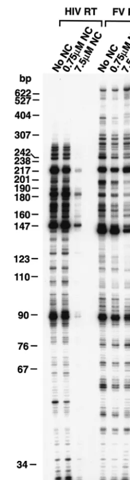 FIG. 2. RNA-dependent DNA polymerase activity of FV RT andHIV-1 RT. The clone PPT-PBS (An) has been previously described